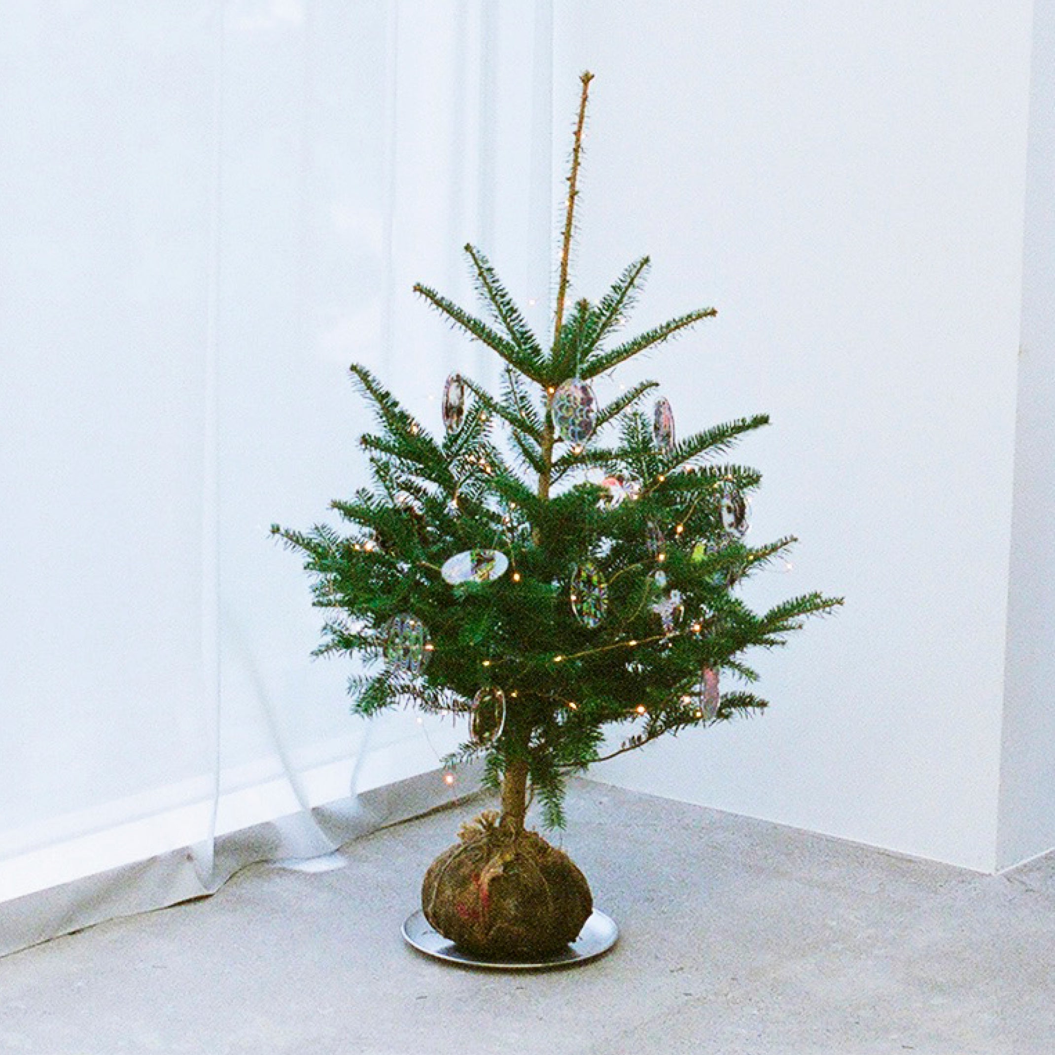 【misen2014 さま】* ornament ❀ モミの木と 森のおうちstamand